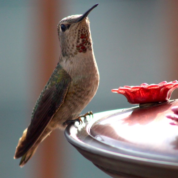 Meet your Posher, Carly - Picture 1 of 1